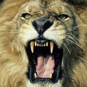 Meet your Posher, Amaechi